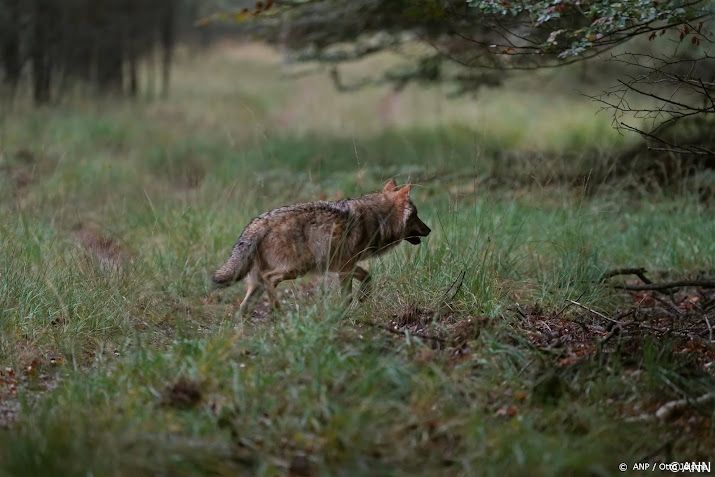 wolf meteen op agenda van nieuwe staten gelderland