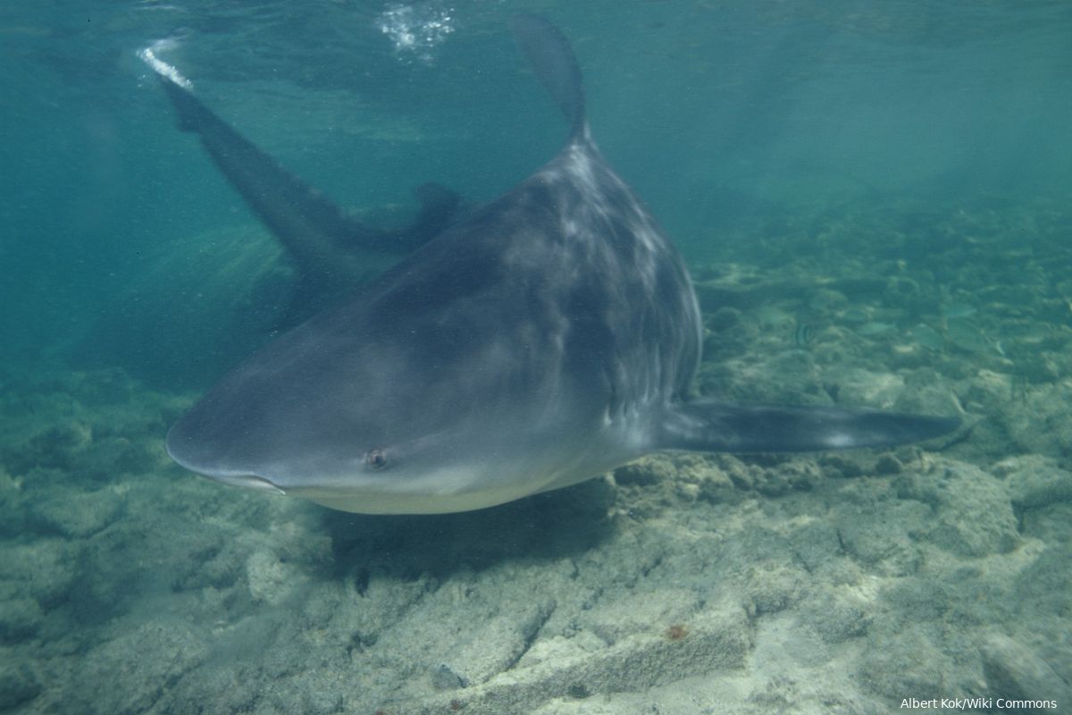 Onderzoek: Stierhaai maakt 'vrienden' met andere haaien