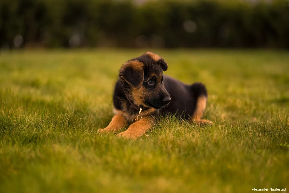 Angst voor meer puppy's die niet goed zijn gesocialiseerd