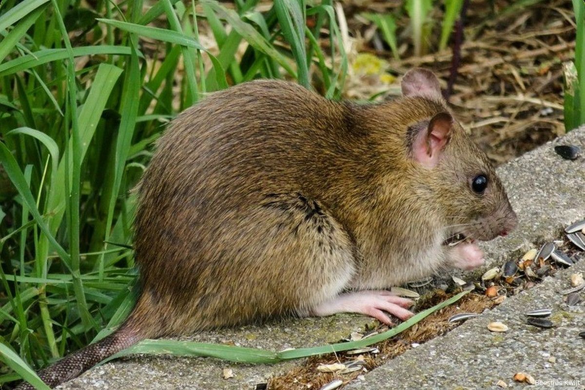 Ratten op zoek naar schuilplaatsen in en rond de tuin