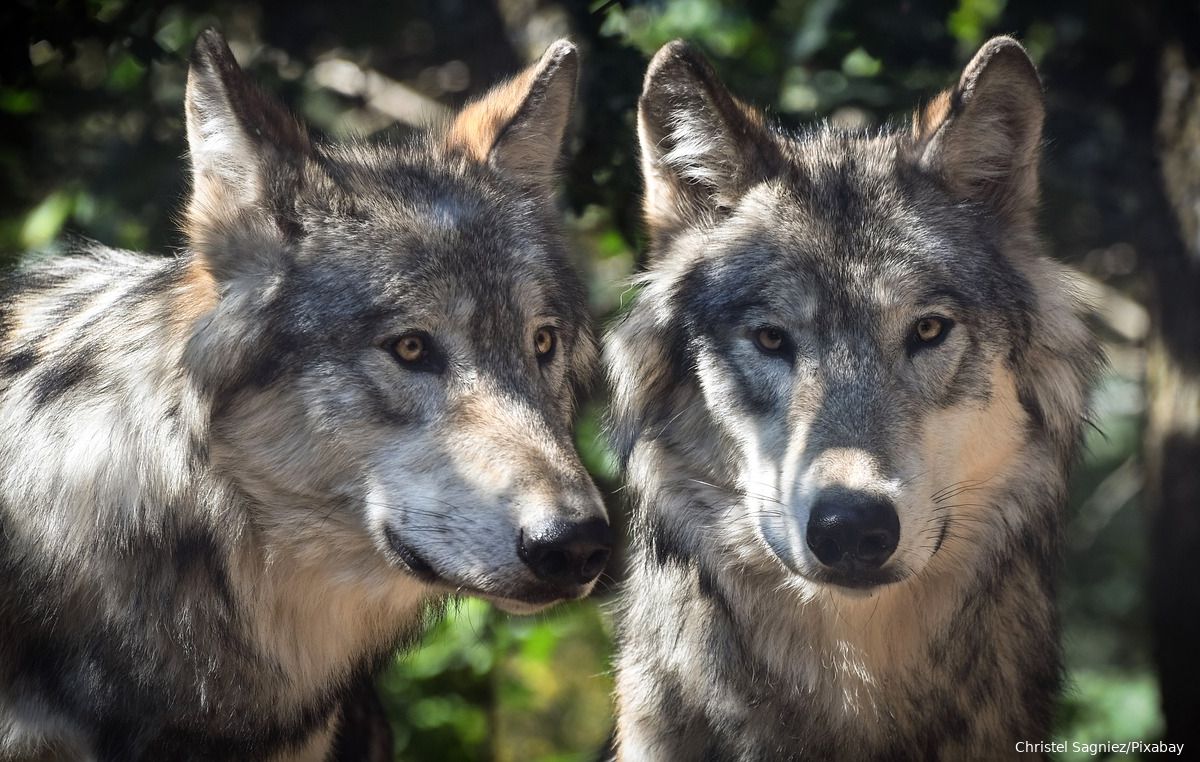 Friesland is begonnen met de bouw van een wolvenhek: men vreest voor overlast door wolven