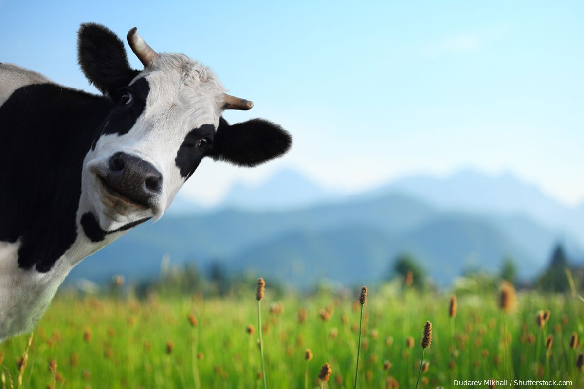 D66-rechter verklaart boeren de oorlog: 'Mogelijk vergunning nodig voor koeien in de wei'