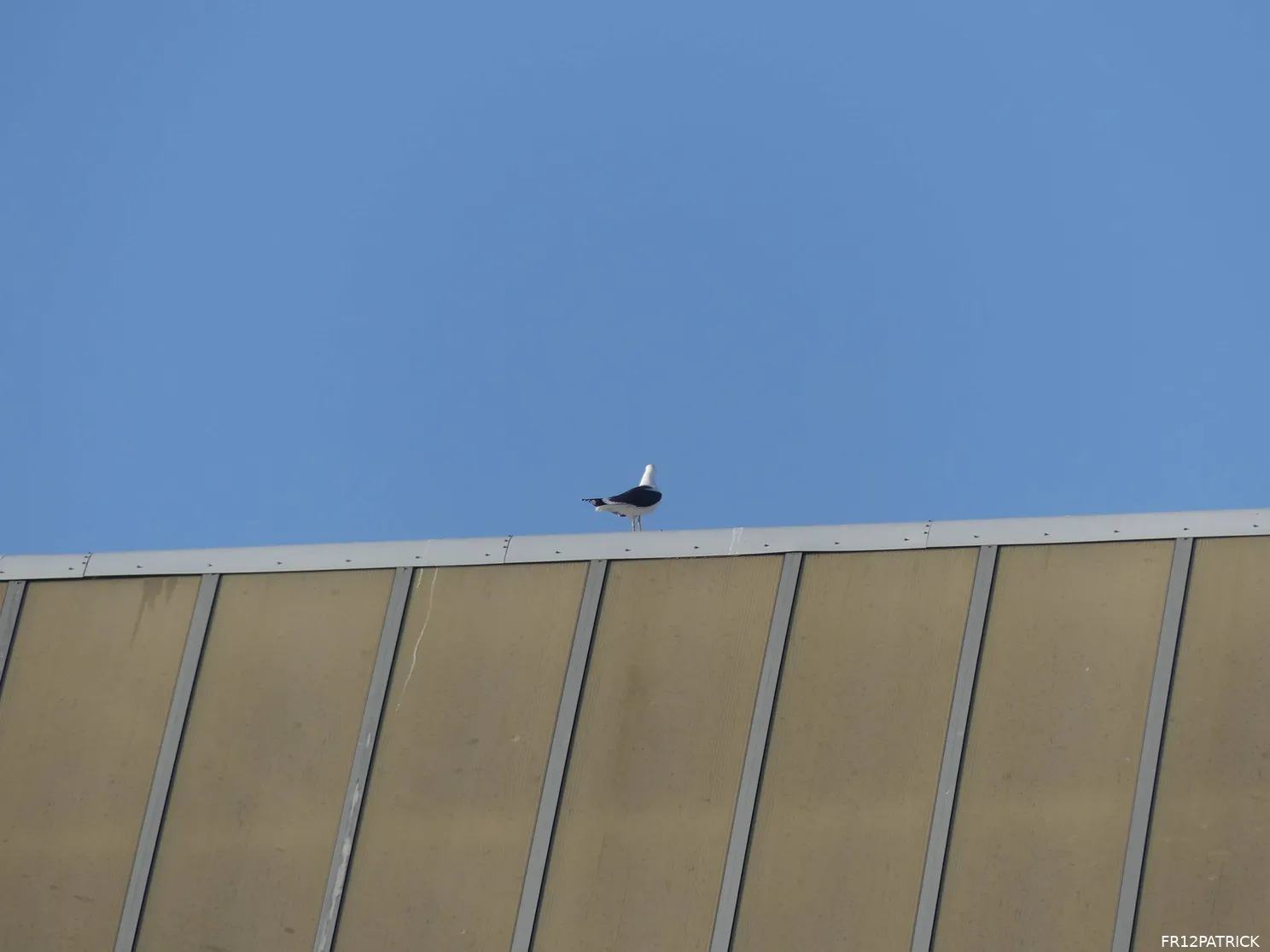 Fotoverslag Feyenoord - FC Groningen online