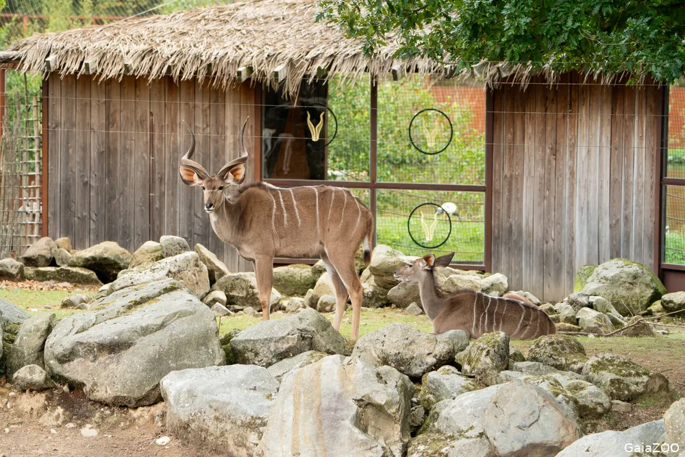 Grote kudu