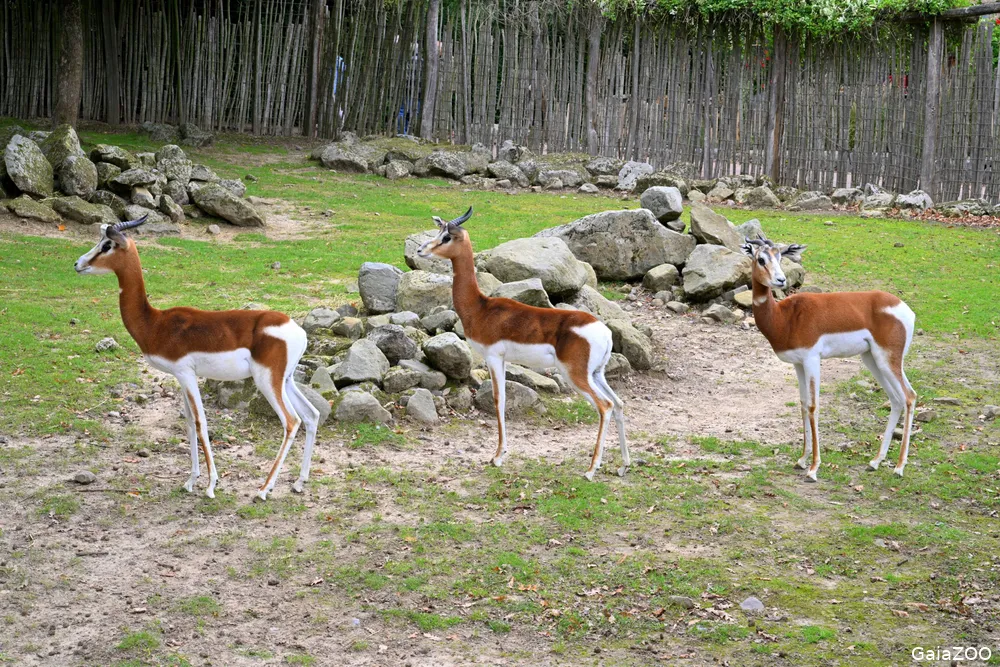 Mhorrgazelles