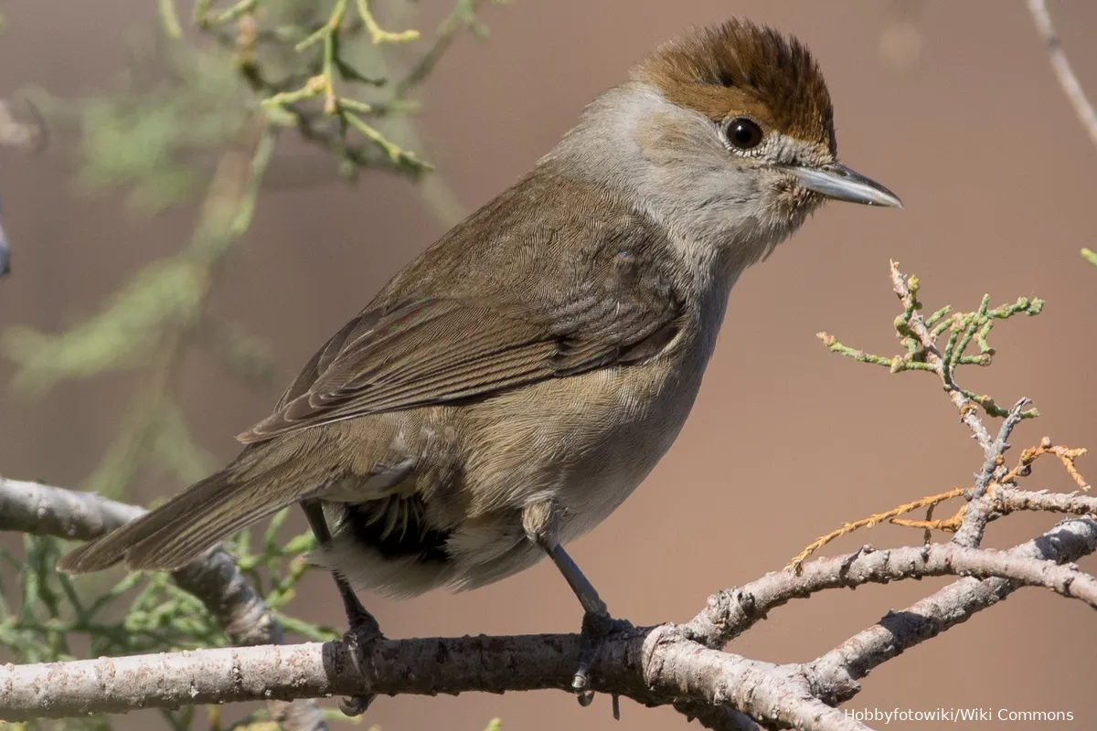 Dit is waarom vogels geluiden imiteren van andere vogels