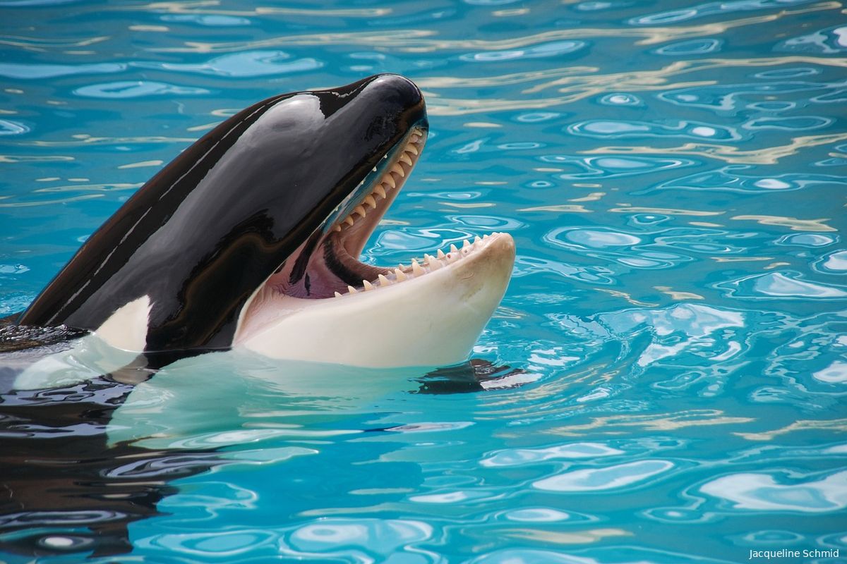 Video| Dertig orka's vallen boot aan in wraakactie