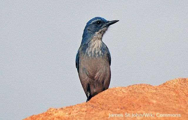 Onderzoek: Vogels én planten worden geraakt door geluidsvervuiling