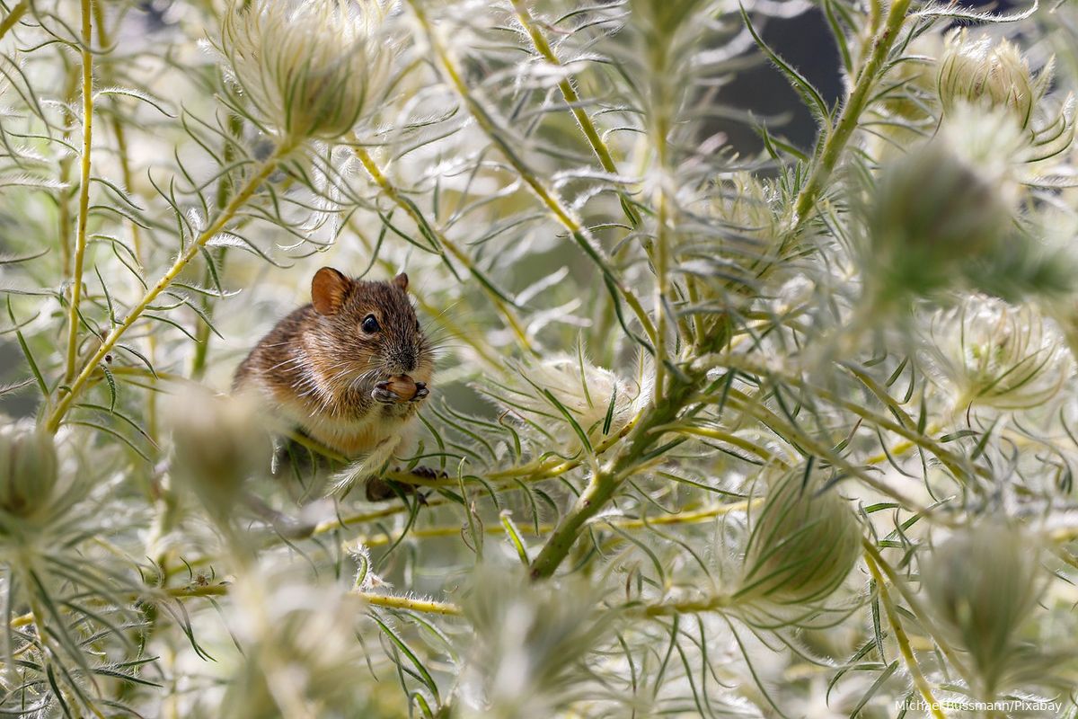 'Uitgestorven' Goulds muis blijkt toch niet uitgestorven: na 150 jaar duikt het diertje ineens weer op