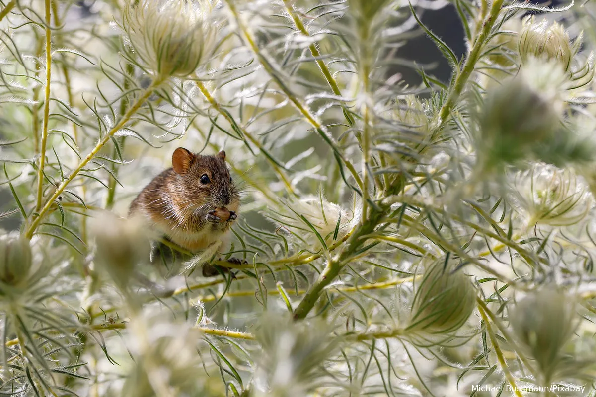 'Uitgestorven' Goulds muis blijkt toch niet uitgestorven: na 150 jaar duikt het diertje ineens weer op