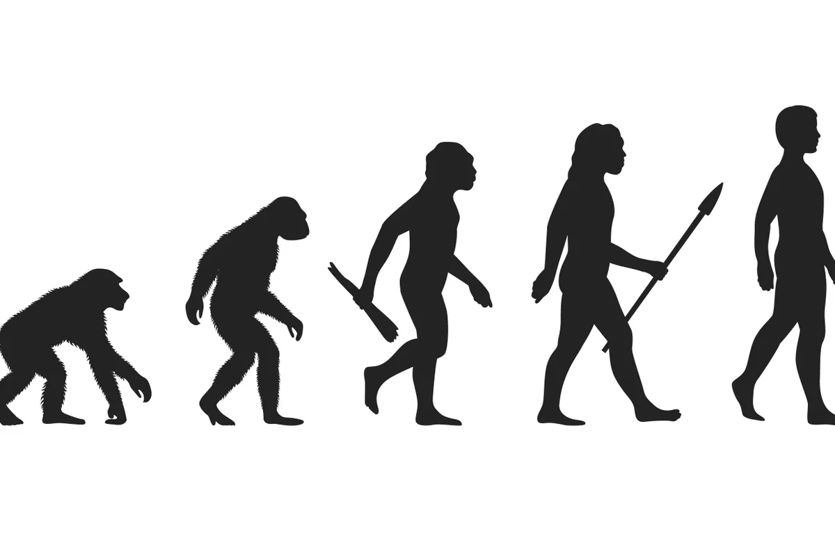 Drawing of the theory of evolution