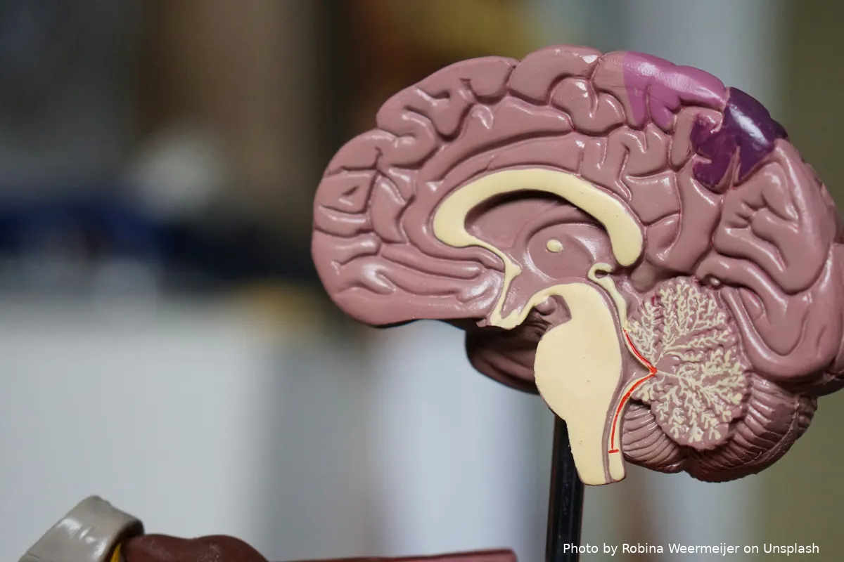 brown-brain-decor-in-selective-focus-photography