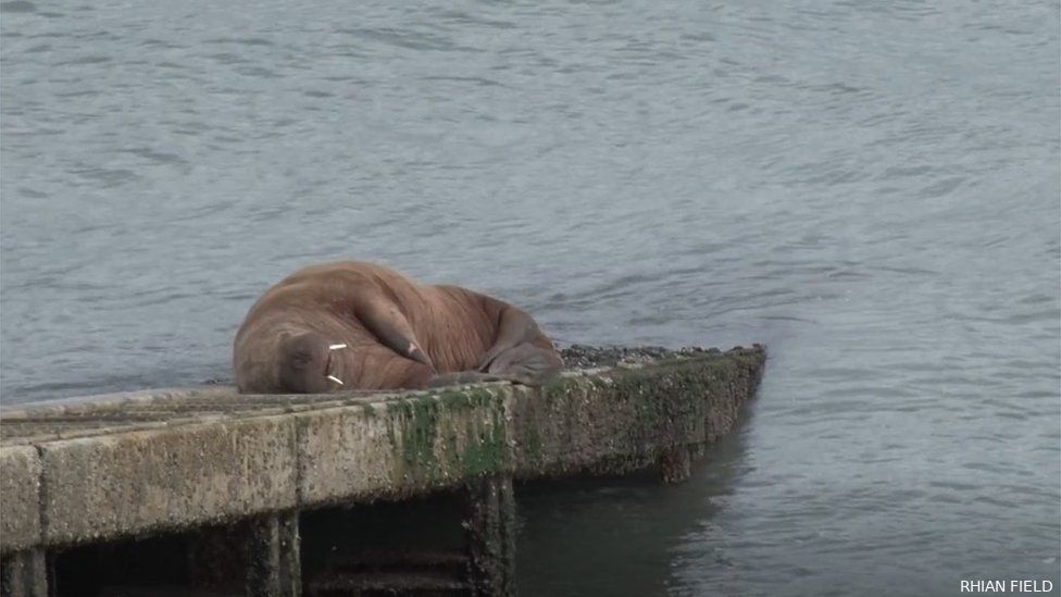 UPDATE | Walrus gaat verder met rondreis rond de Engelse en Ierse kust