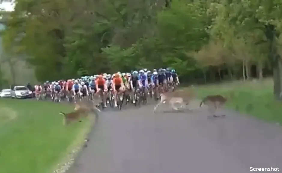 Overstekend wild en spookrijder zorgen voor hachelijke momenten in Tsjechië en Duinkerke