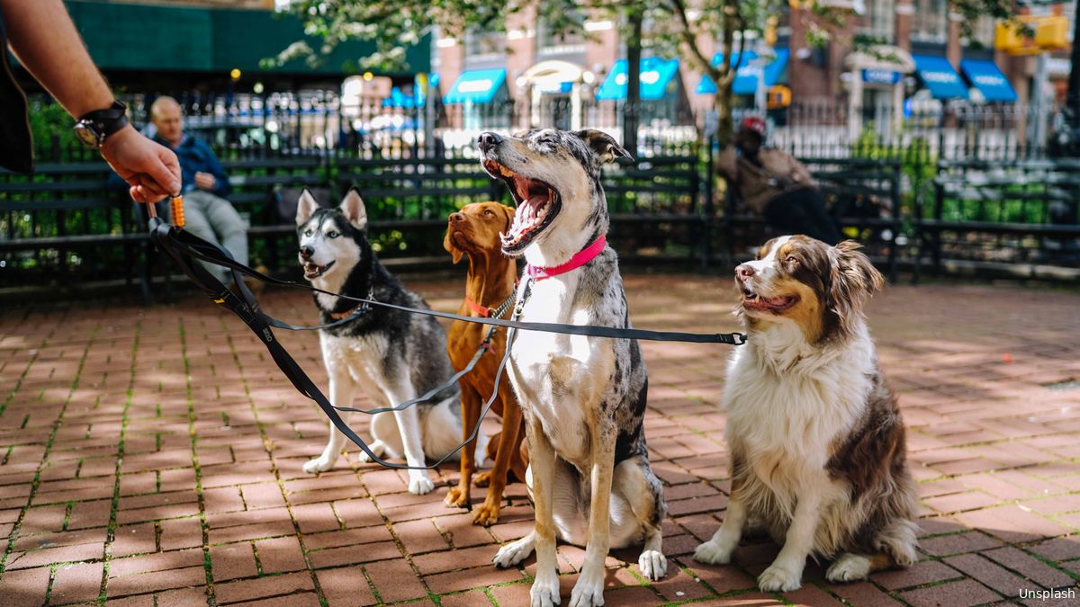Gemeente lanceert strengere regels voor hondenbezitters: "Honden zijn heel slecht voor het milieu"