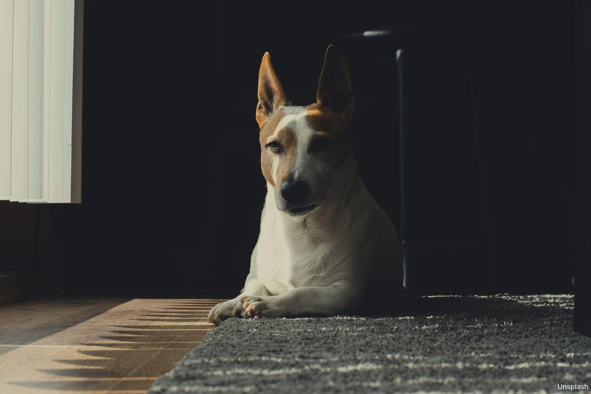 Blog | Kan je ook een hond nemen om je onvervulde behoeften te vervullen?