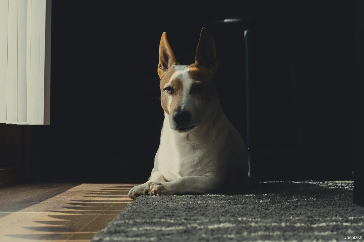 rico van de voorde rvpofjeadmy unsplash
