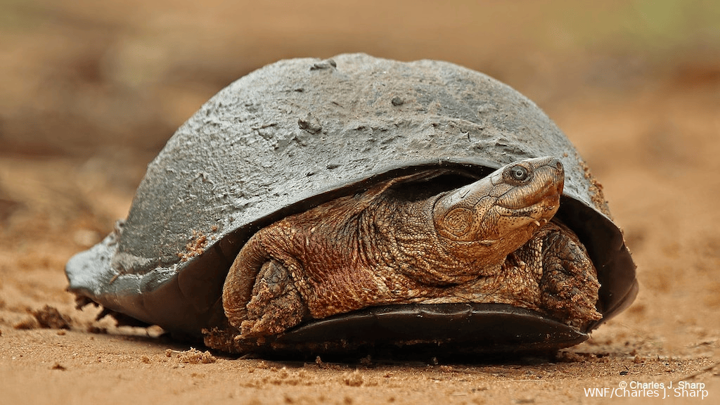 Deze nieuwe soort van de Afrikaanse moerasschildpad was niet eerder beschreven.