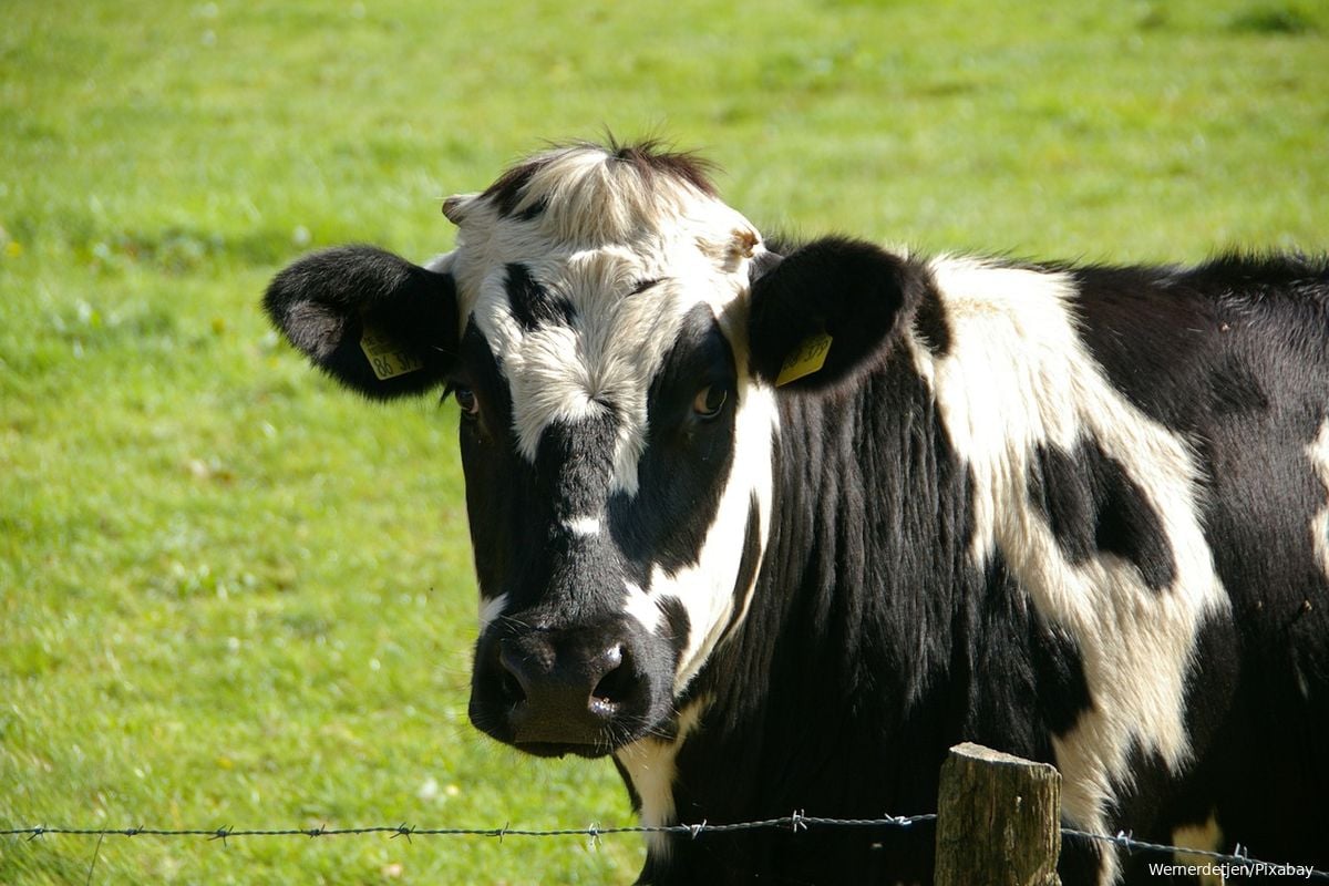 Video| Koe wordt na 100 kilometer lange reis uit de Maas gered