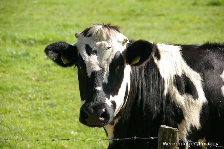 Video| Koe wordt na 100 kilometer lange reis uit de Maas gered