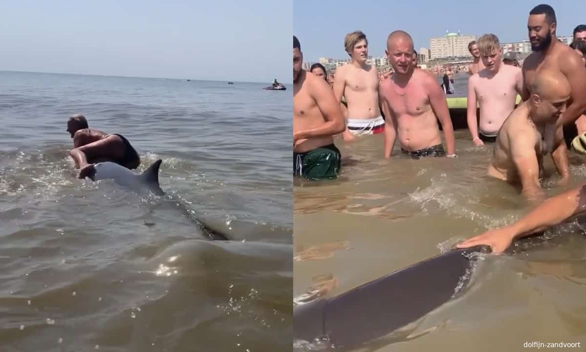 Knettergekke vrouw gaat bij Zandvoort op dolfijn zitten