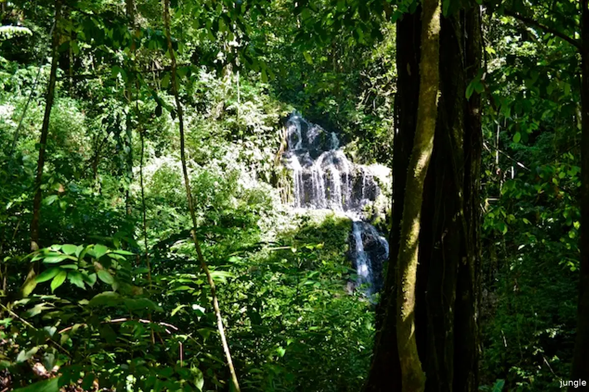 Nieuw TV programma vanuit de jungle van Suriname