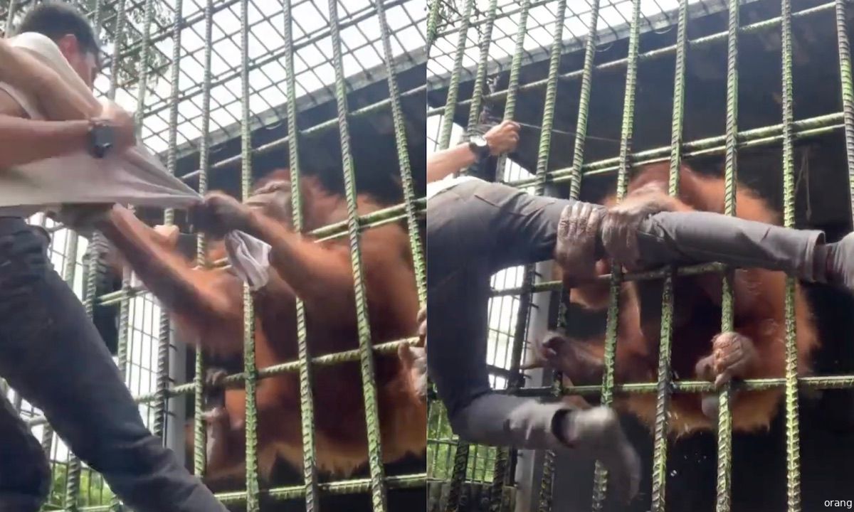 Nachtmerrie: man in dierentuin aangevallen door orang-oetan