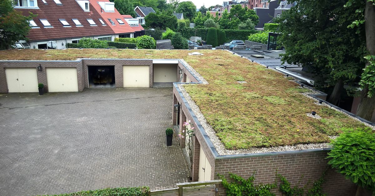 Speciale actie: vergroen nu je dak met biologisch sedum uit Breda