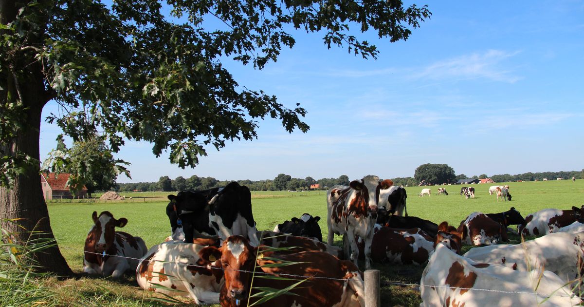 Noordoost-Twente vraagt landbouwminister om maatwerk: 'Duidelijkheid over vergunningen en PAS-melder