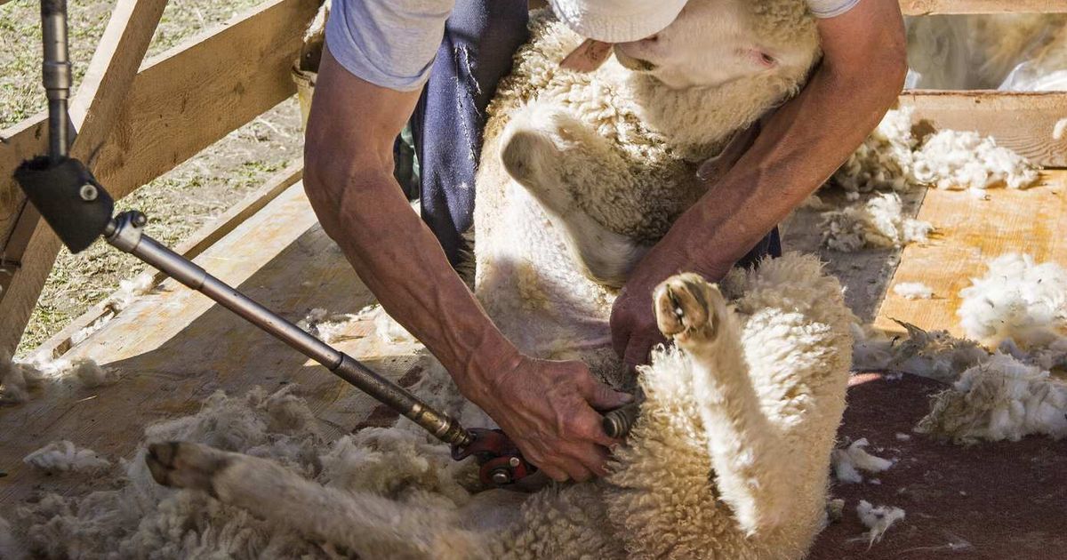 Schapen scheren op 4 mei bij Schaapskooi Hijkerveld