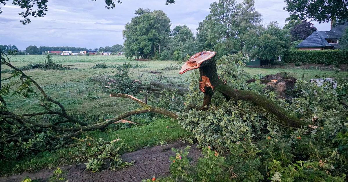 Bomen er takken waaien om tijdens hevige onweersbui bij Beilen