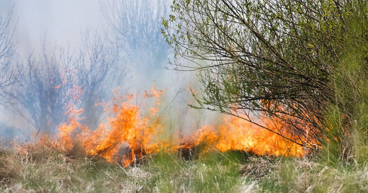 Rook natuurbrand Limburg tot in Groningen te ruiken