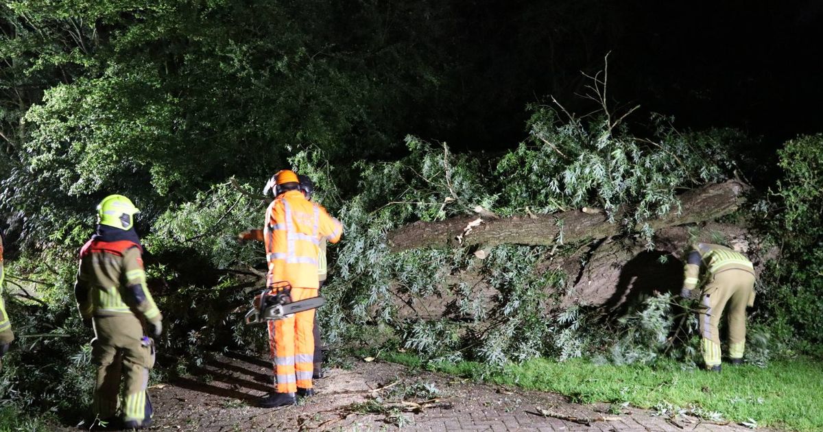 Grote boom bezwijkt tijdens stormachtige avond in Waspik