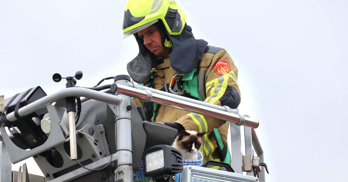 Brandweer zet hoogwerker in om kat uit hoge conifeer te redden