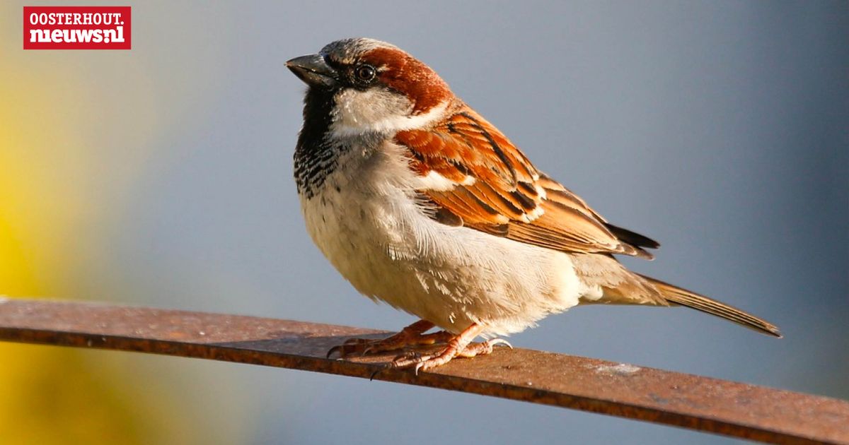 Huismus blijft koploper in Oosterhout tijdens Nationale Tuinvogeltelling