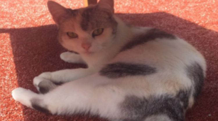 7 jaar oude poes Vlekkie wordt vermist in de wijk Slotjes-Midden