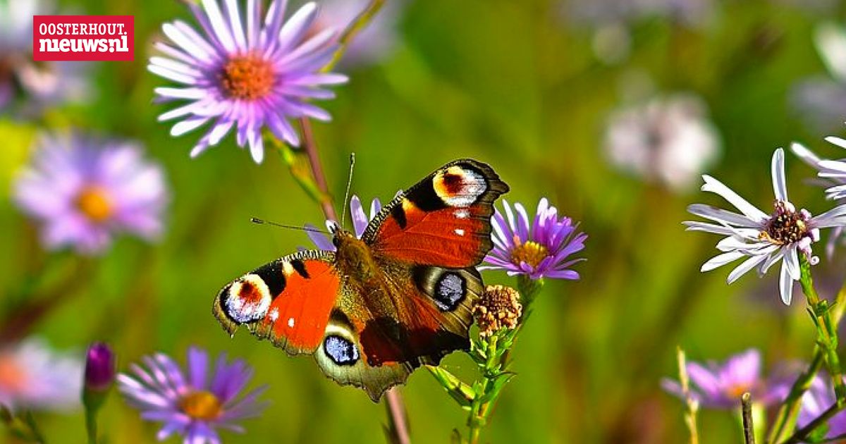 Zo help je vogels vlinders en planten tijdens de droogte