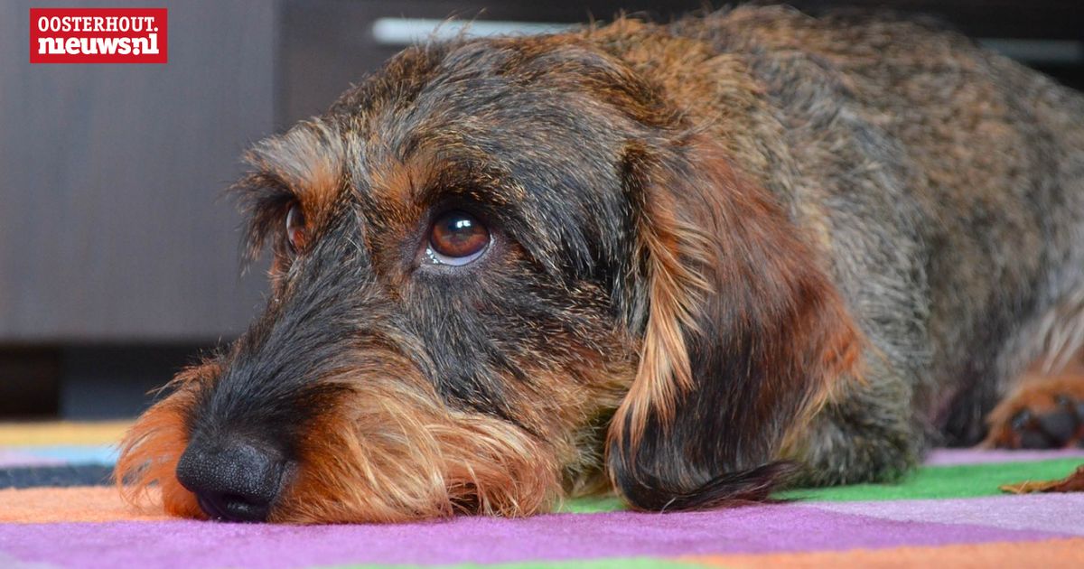 Hondenuitlaatplaats Kometenlaan krijgt nieuwe locatie aan oostzijde