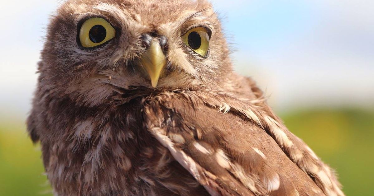 vogelbescherming-2026-wordt-het-jaar-van-de-steenuil