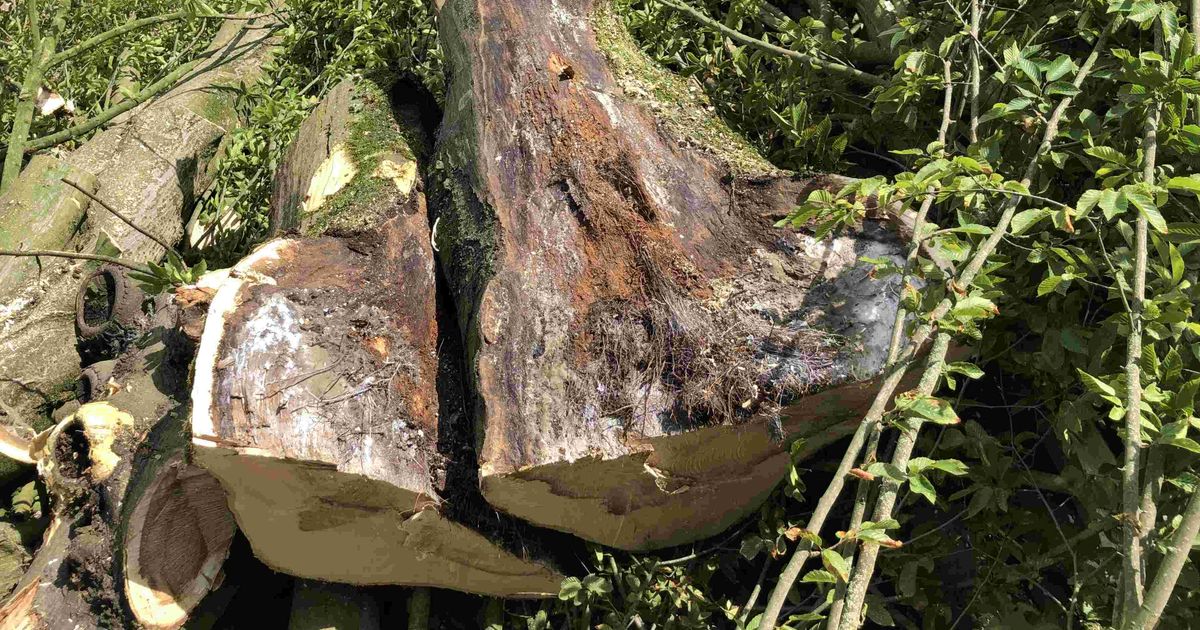 Veldhoven verwijdert en plant bomen