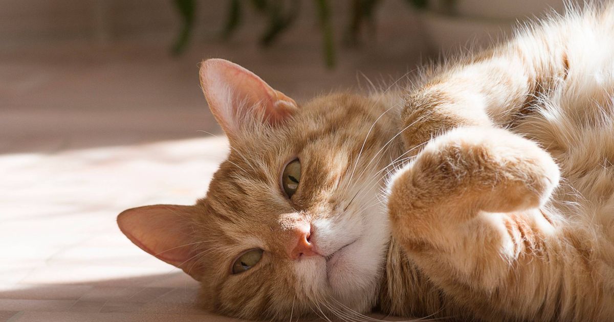 Grandir avec un chat peut-il augmenter votre risque de schizophrénie ?