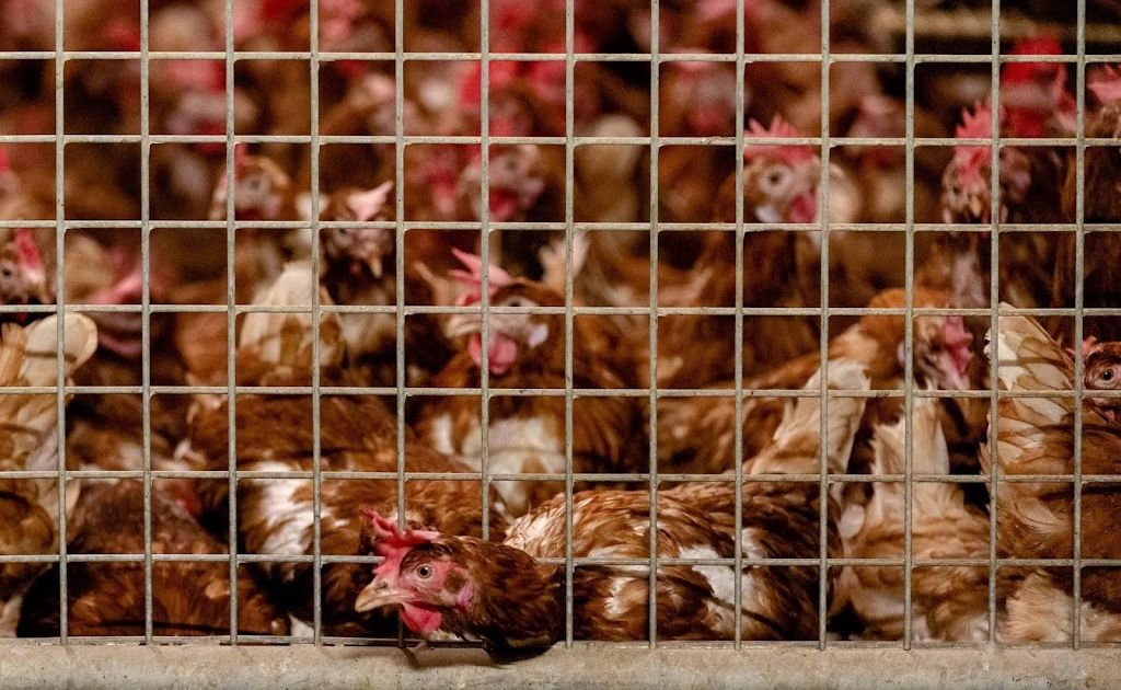 Derde vogelgriepbesmetting in buurt van Limburgse Ysselsteyn