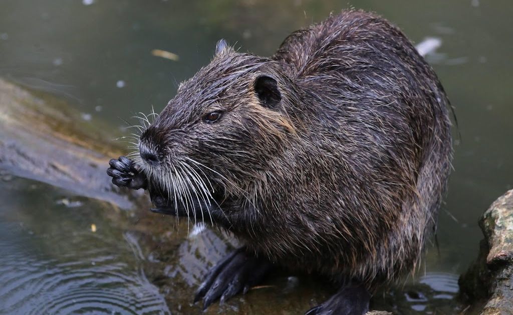 Onderzoekers zien veel meer bevers dan gedacht in Limburg