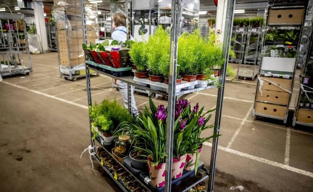 Bloemenhandelaar en medewerkers verdacht van witwassen miljoenen