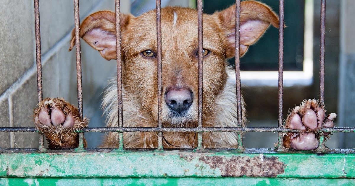 Oproep Dierenbescherming Voor Steun Wet Aanpak Dierenmishandeling oproep-dierenbescherming-voor-steun-wet-aanpak-dierenmishandeling