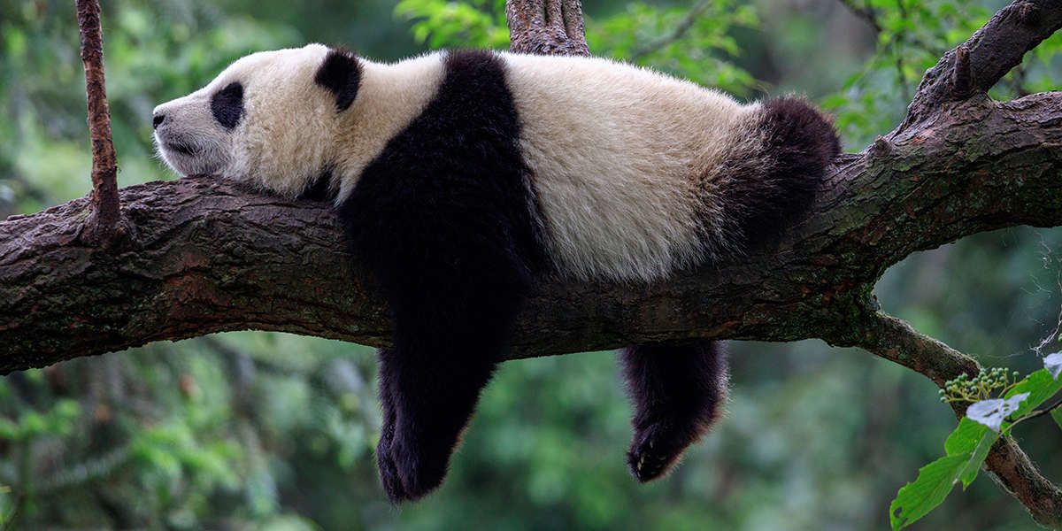 China ontwikkelt een gezichtsherkenningapp voor panda’s