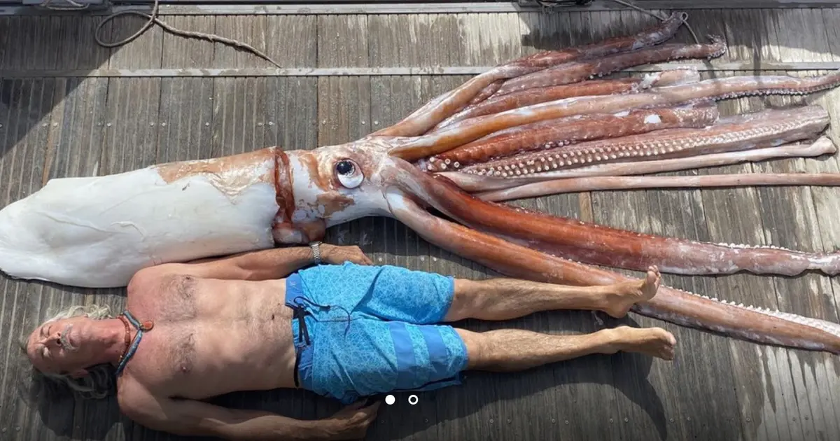 Een Inktvis Van Ruim 200 Kilo Wordt In Perfecte Conditie Uit De Oceaan een-inktvis-van-ruim-200-kilo-wordt-in-perfecte-conditie-uit-de-oceaan