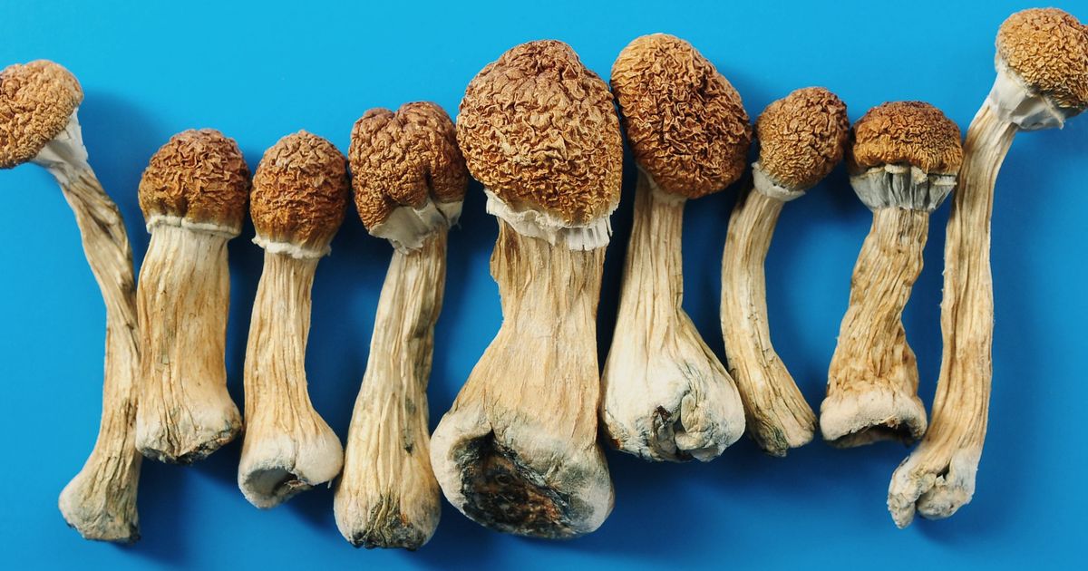 Cambodian Gold Magic Mushroom Strain Fact Sheet - Psychedelic Today Faqs About Cambodian Gold And Psilocybe Cubensis