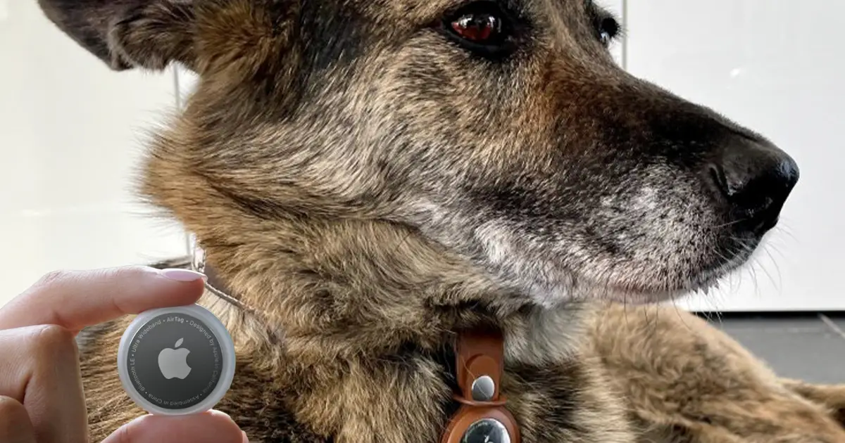 How safe is Apple Airtag around kids and pets? Pet swallows Airtag