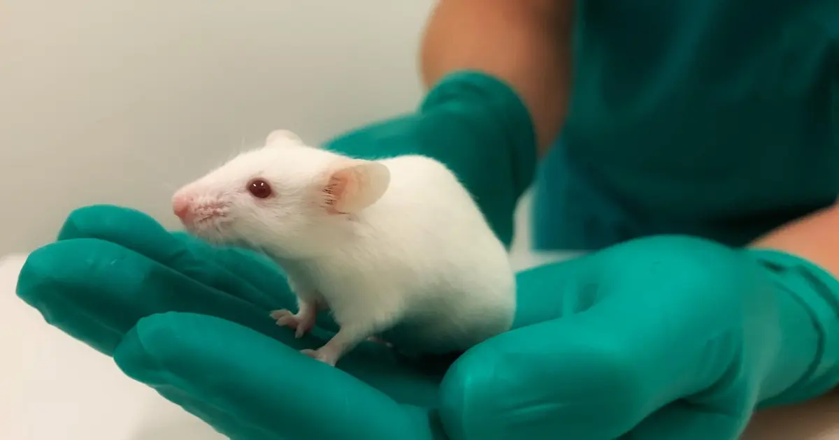 UMCG Opent scan straat Voor Kleine Dieren umcg-opent-scan-straat-voor-kleine-dieren